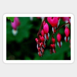 Lamprocapnos Spectabilis Sticker